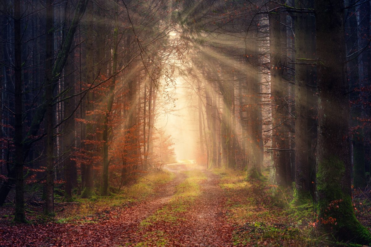 Sunlight in a forest symbolising clarity